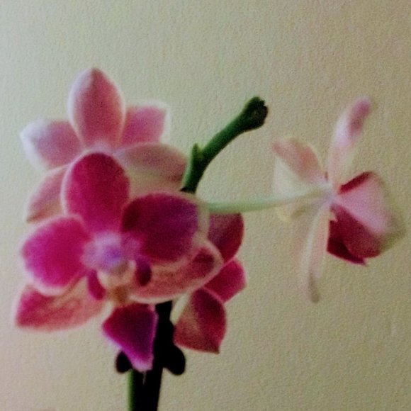 Meet your Posher, C - Picture 1 of 1